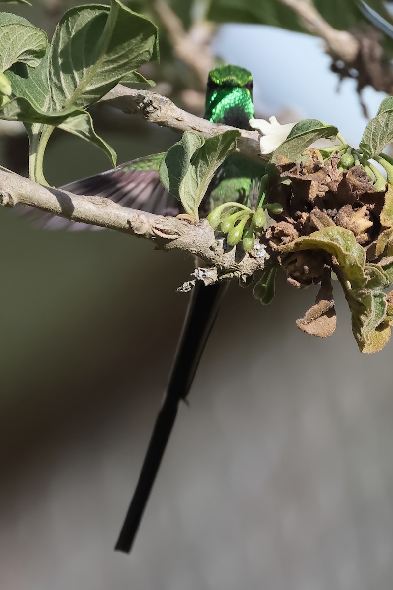 Green-tailed Trainbearer - ML644197851