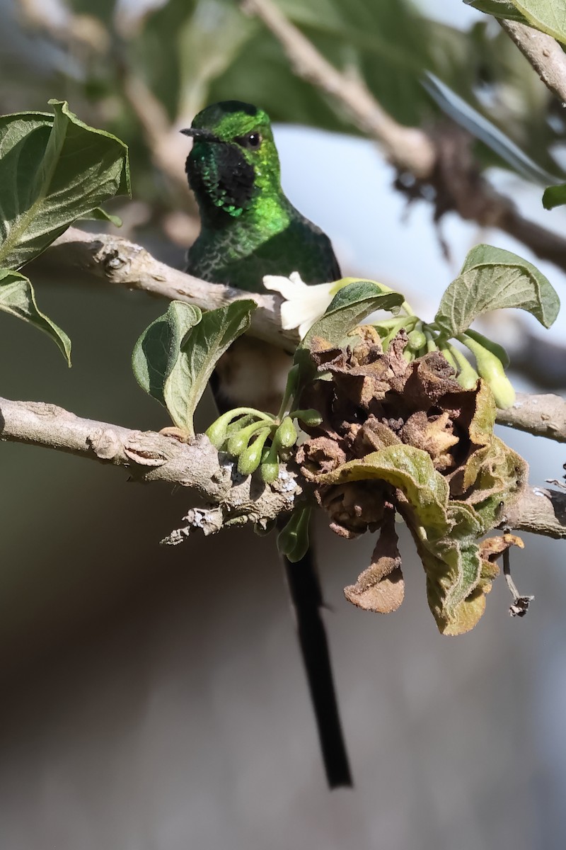 Green-tailed Trainbearer - ML644197852