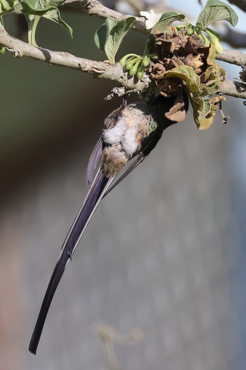 Green-tailed Trainbearer - ML644197853