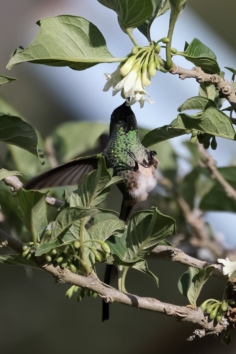 Green-tailed Trainbearer - ML644197854