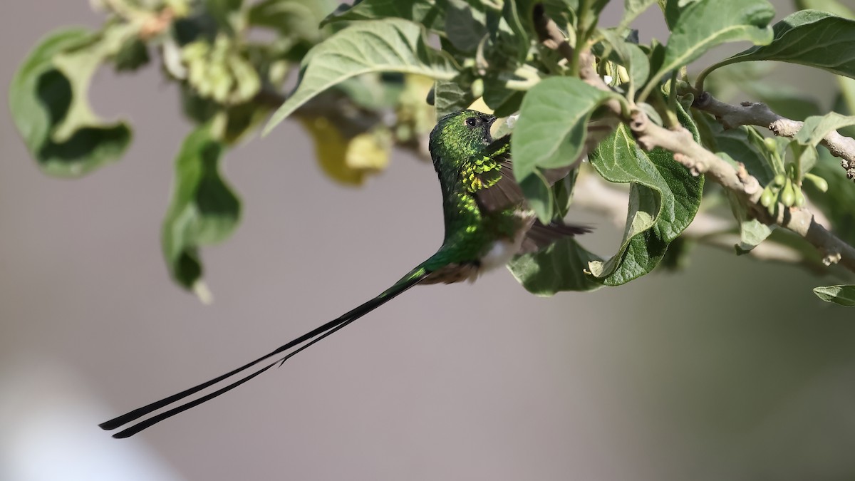 Green-tailed Trainbearer - ML644197855