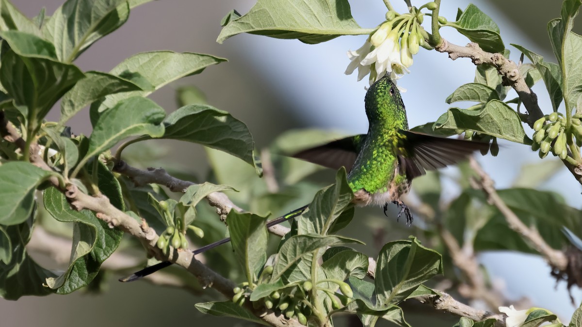 Green-tailed Trainbearer - ML644197856