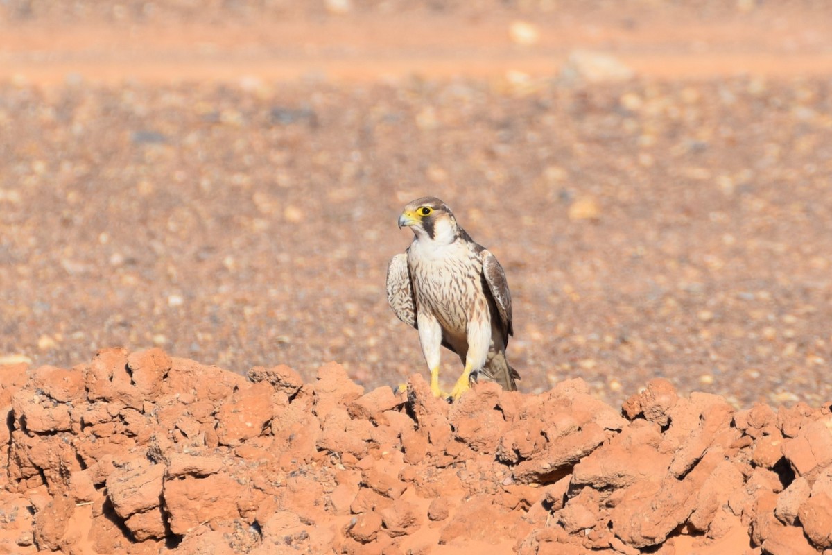 ラナーハヤブサ - ML644197857