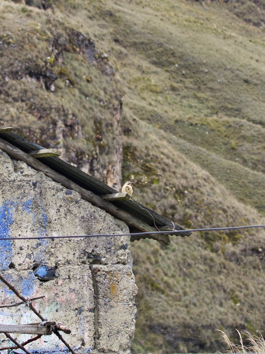 Andean Flicker - ML644197859