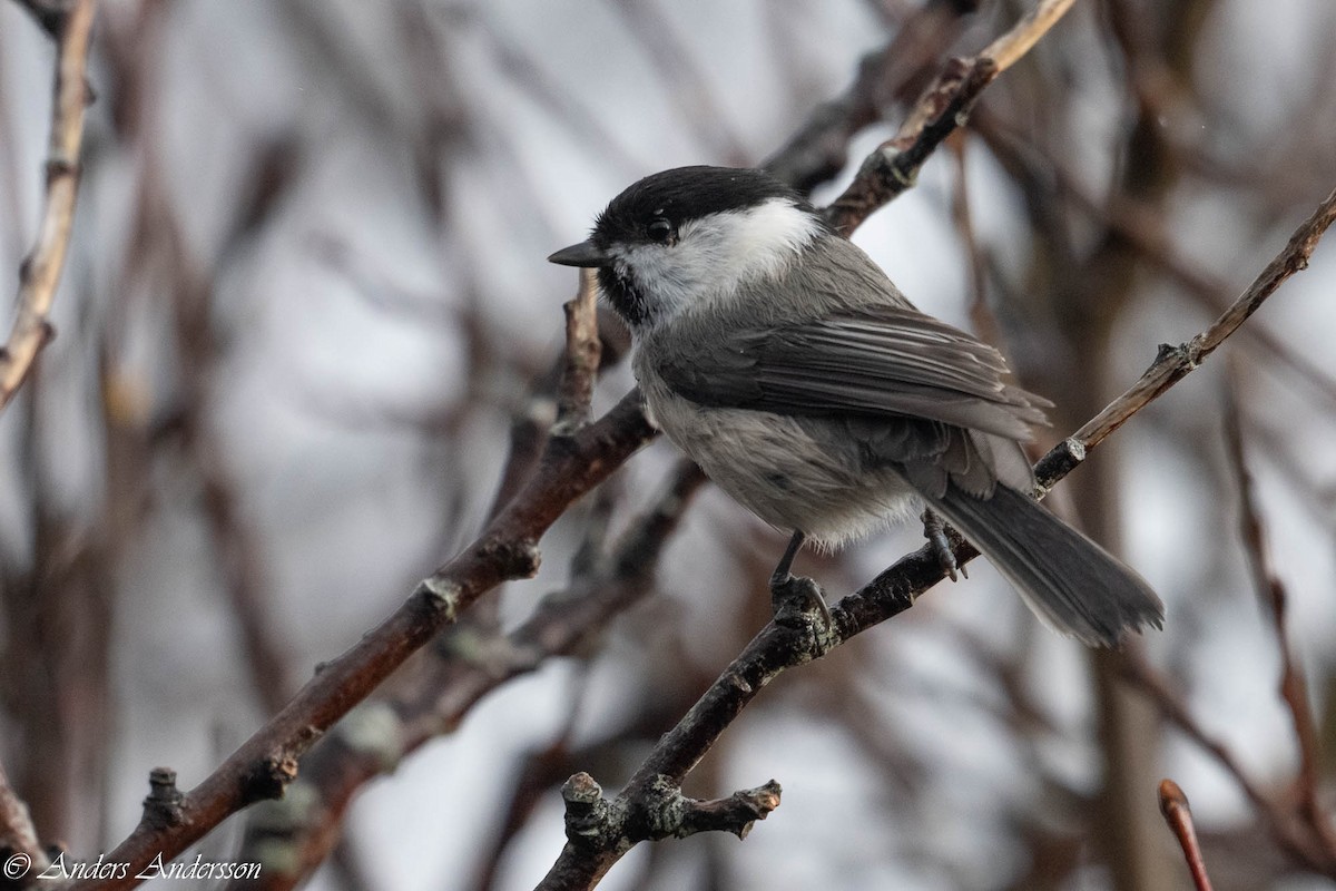Mésange boréale - ML644197860