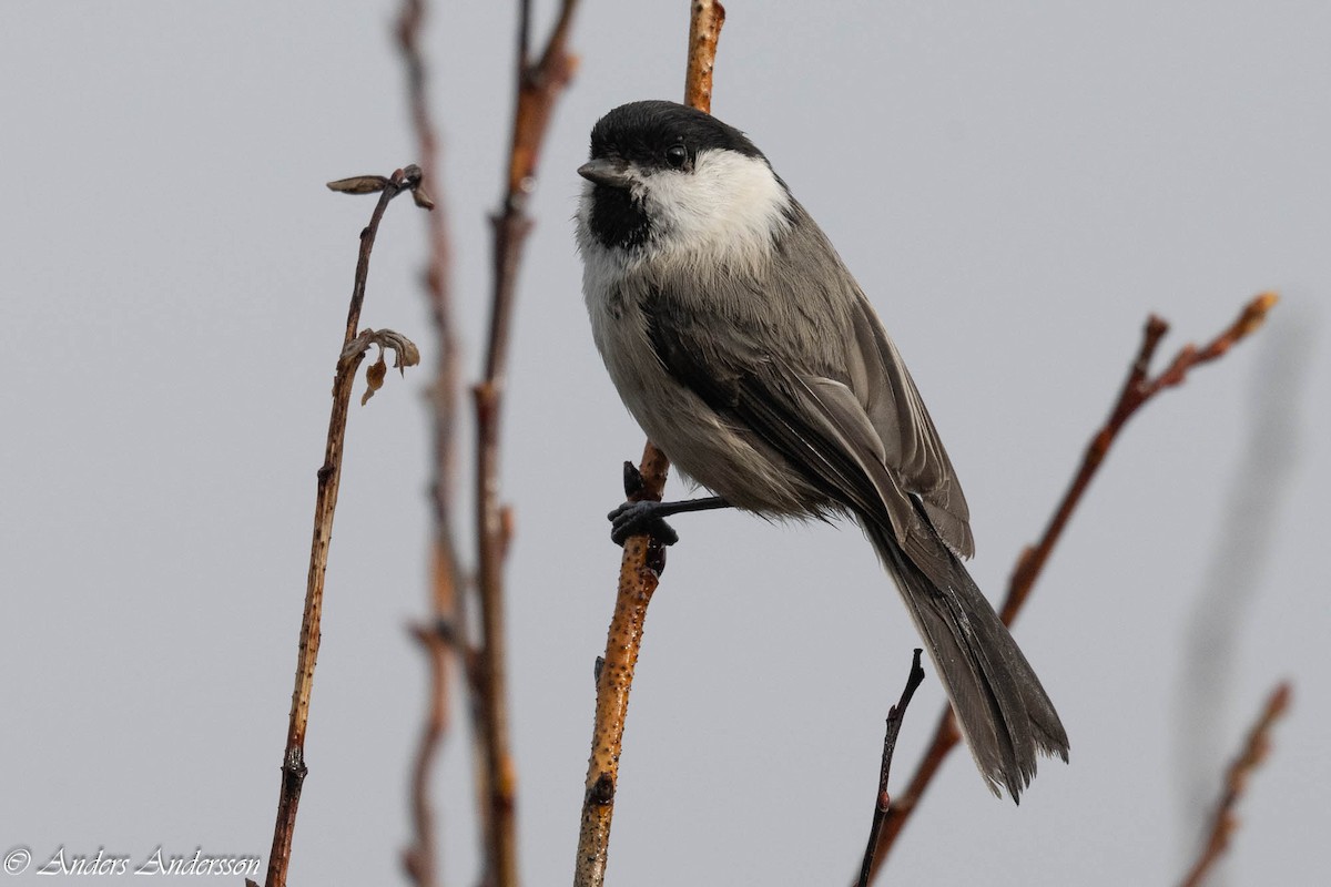 Mésange boréale - ML644197862