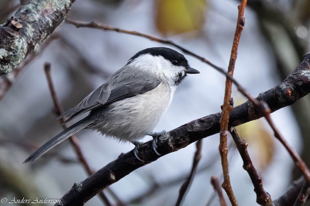 Mésange boréale - ML644197865