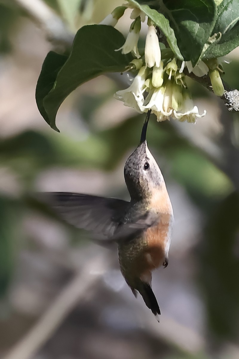 Purple-collared Woodstar - ML644197868