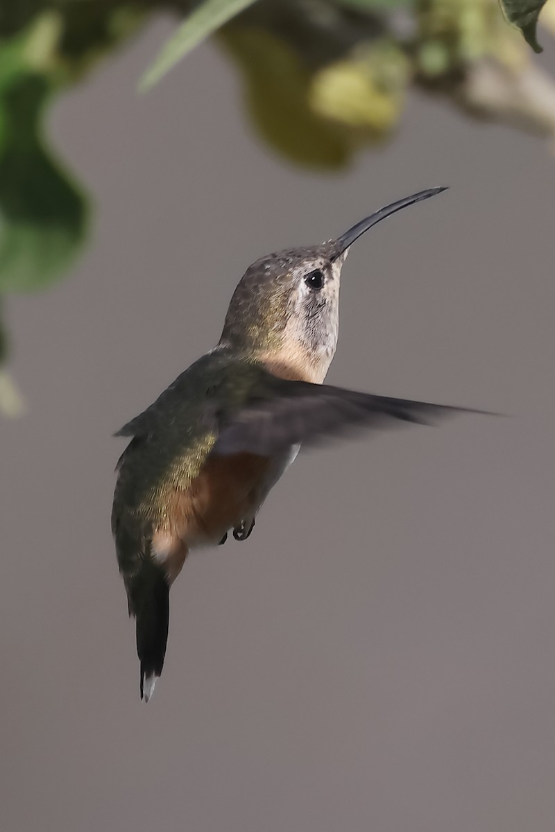 Purple-collared Woodstar - ML644197869