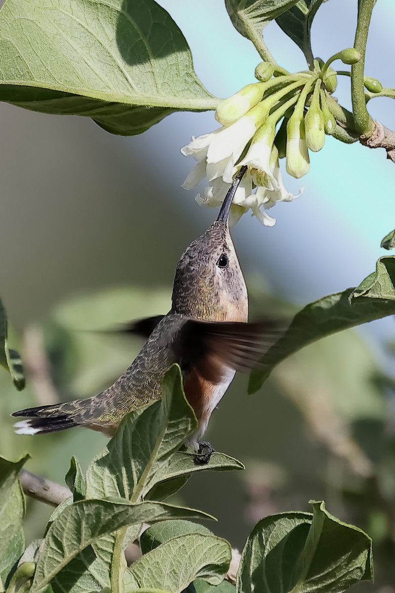 Purple-collared Woodstar - ML644197870