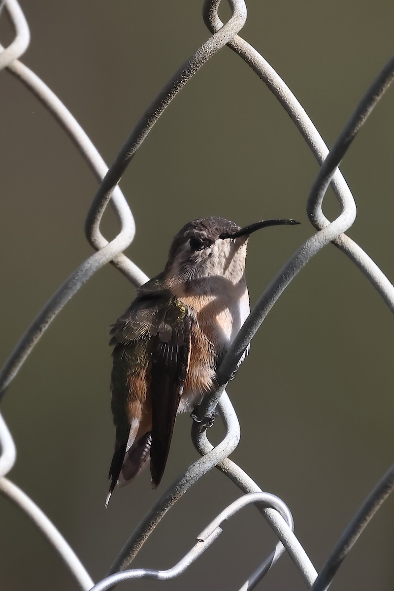 Purple-collared Woodstar - ML644197871