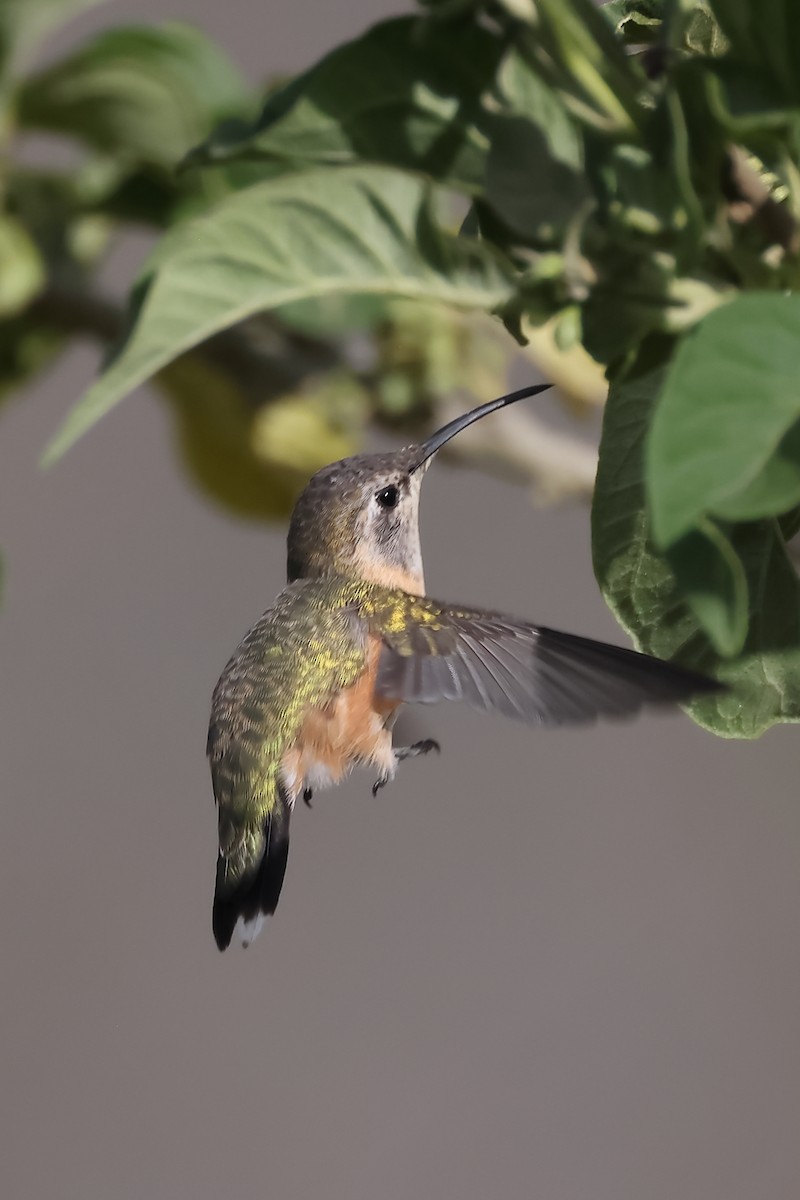 Purple-collared Woodstar - ML644197872