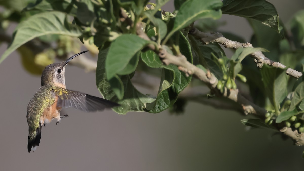 Purple-collared Woodstar - ML644197873