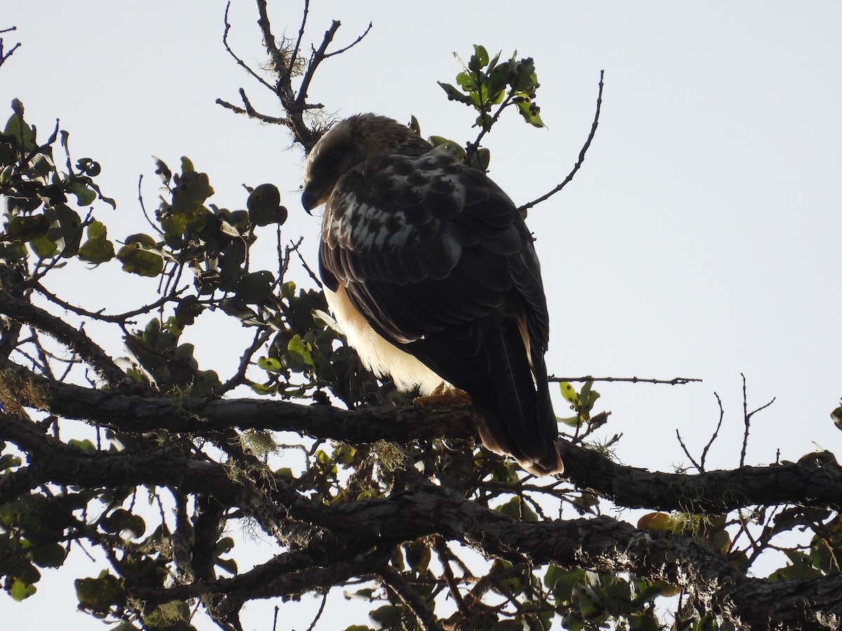 Hawaiian Hawk - ML644197886