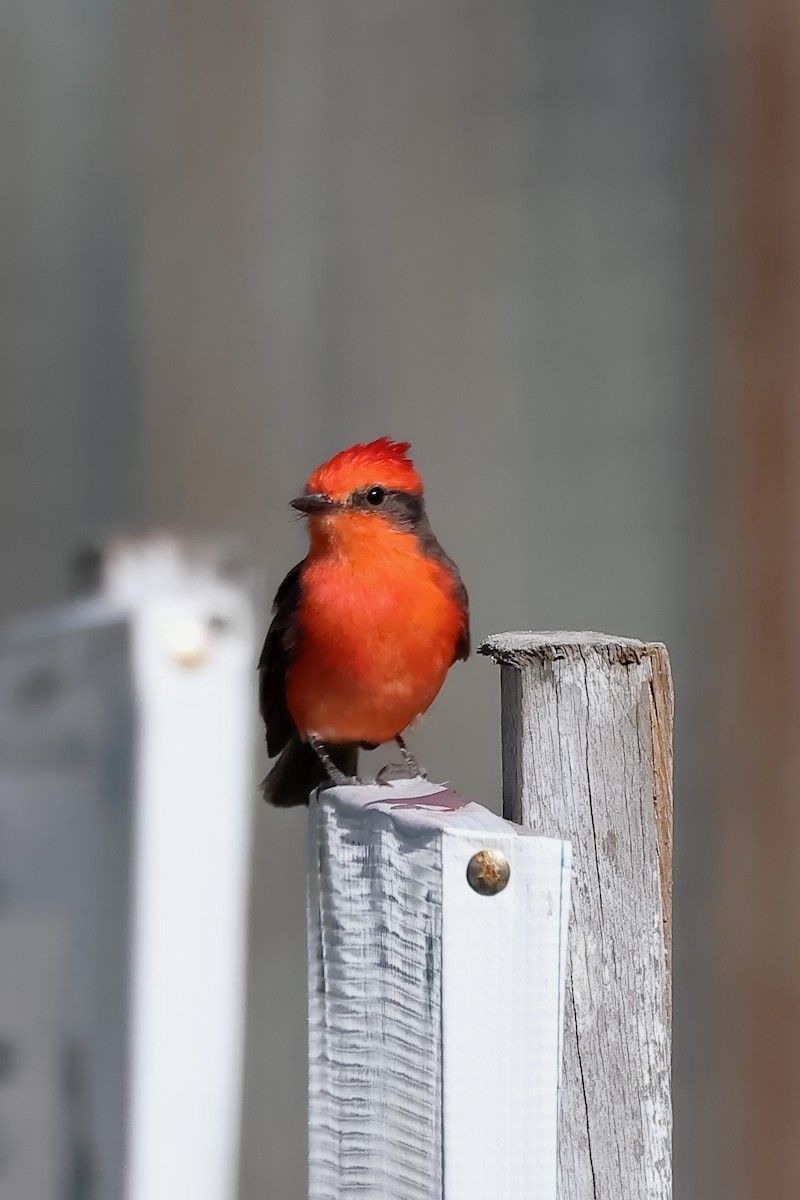 Vermilion Flycatcher - ML644197887