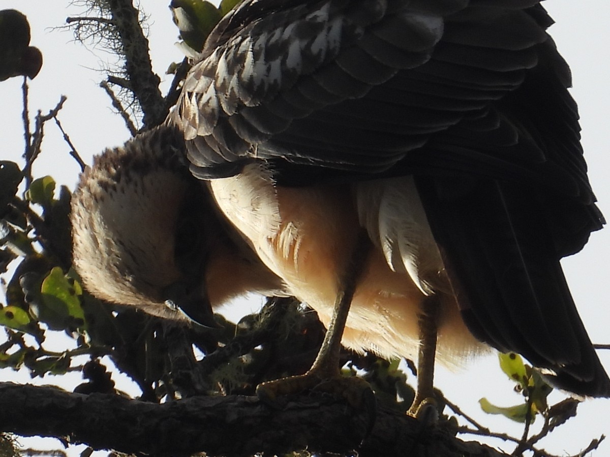 Hawaiian Hawk - ML644197889