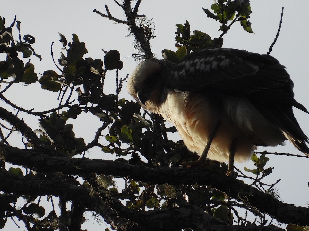 Hawaiian Hawk - ML644197892