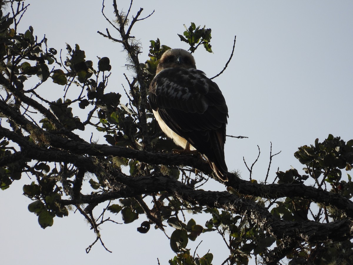 Hawaiian Hawk - ML644197893