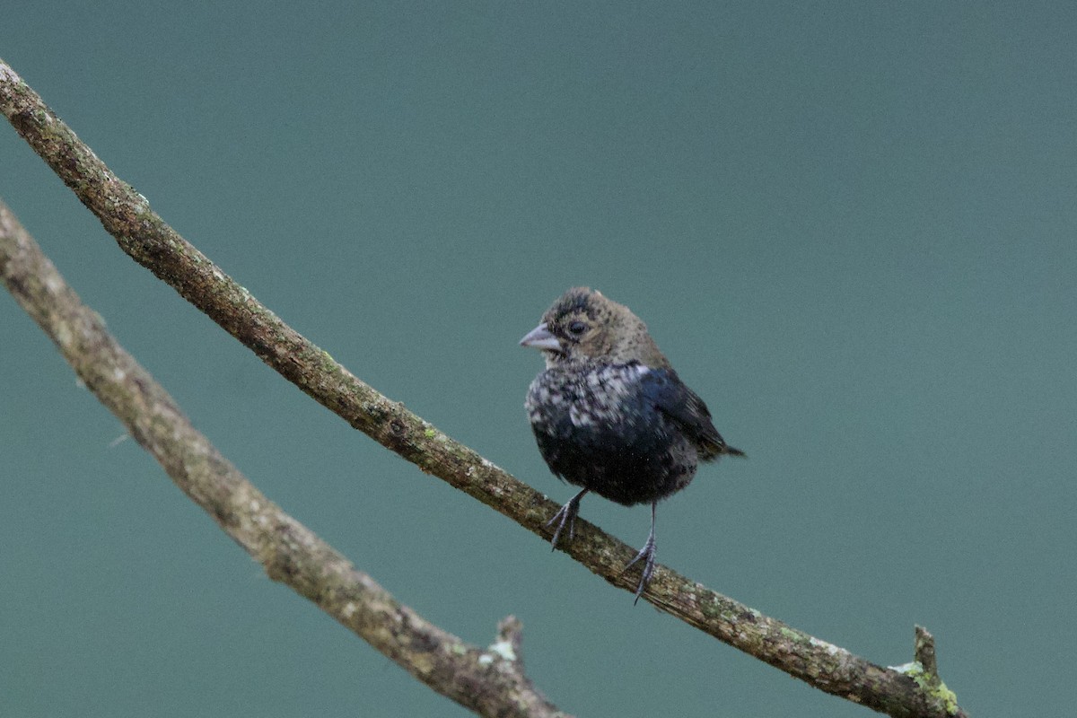 Якарина - ML644197899