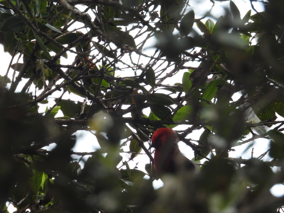 šatovník karmínový - ML644197901