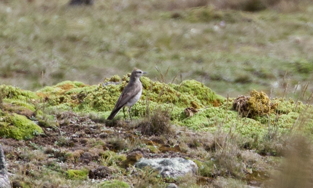Puna Ground-Tyrant - ML644197902
