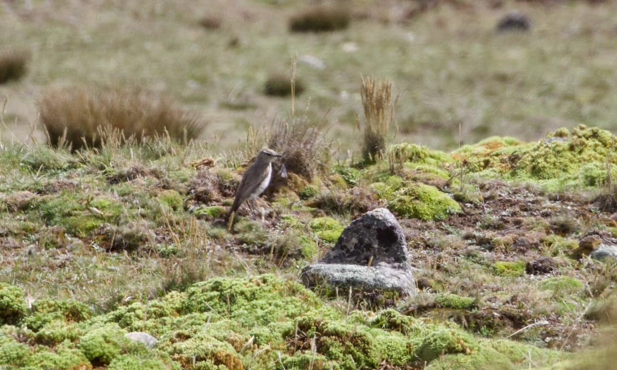 Puna Ground-Tyrant - ML644197903