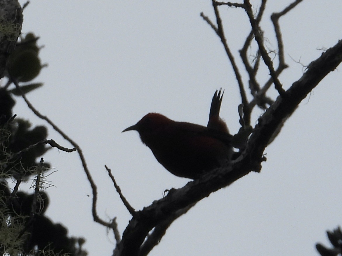 šatovník karmínový - ML644197906