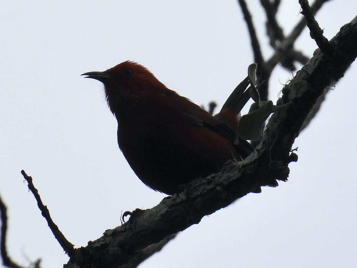 šatovník karmínový - ML644197907