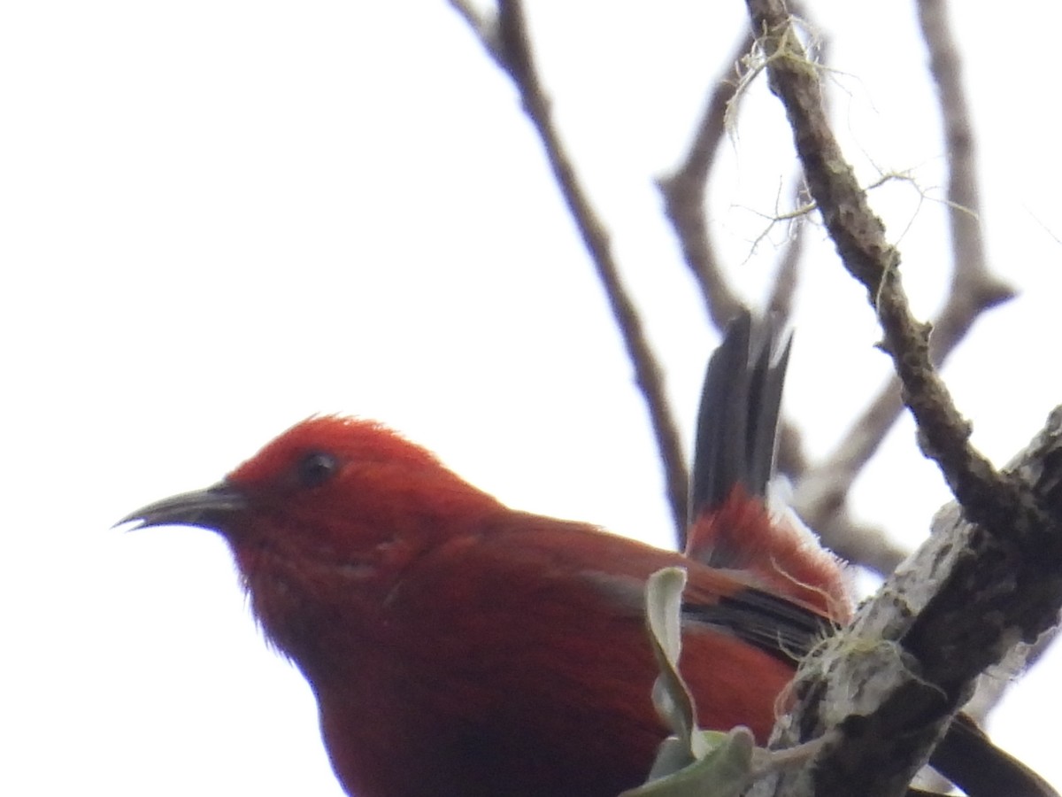 šatovník karmínový - ML644197910