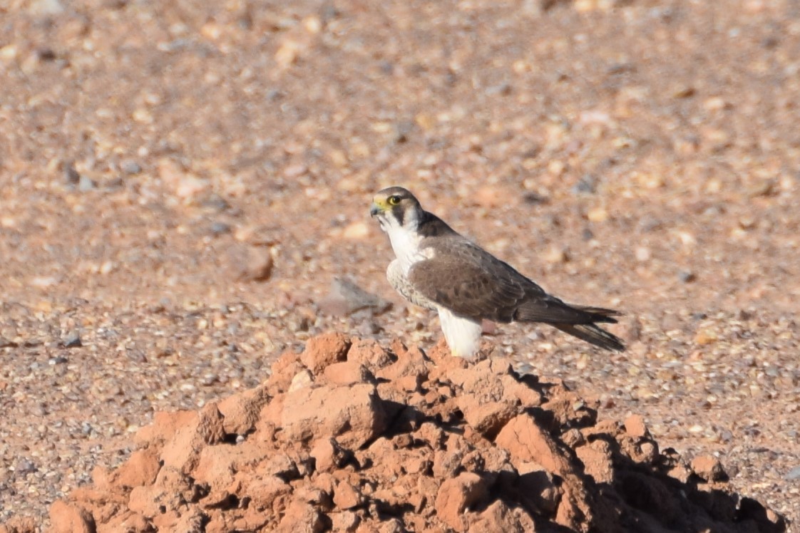 ラナーハヤブサ - ML644197913