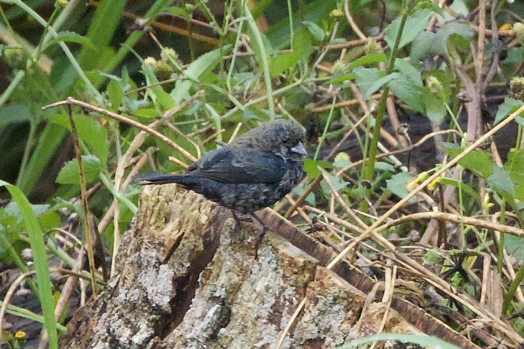 Якарина - ML644197918