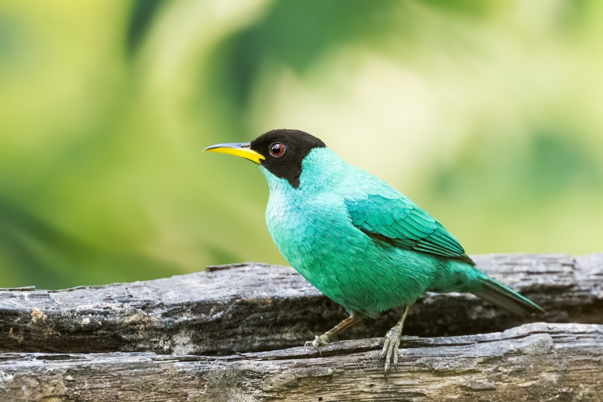 Kappennaschvogel - ML644197923