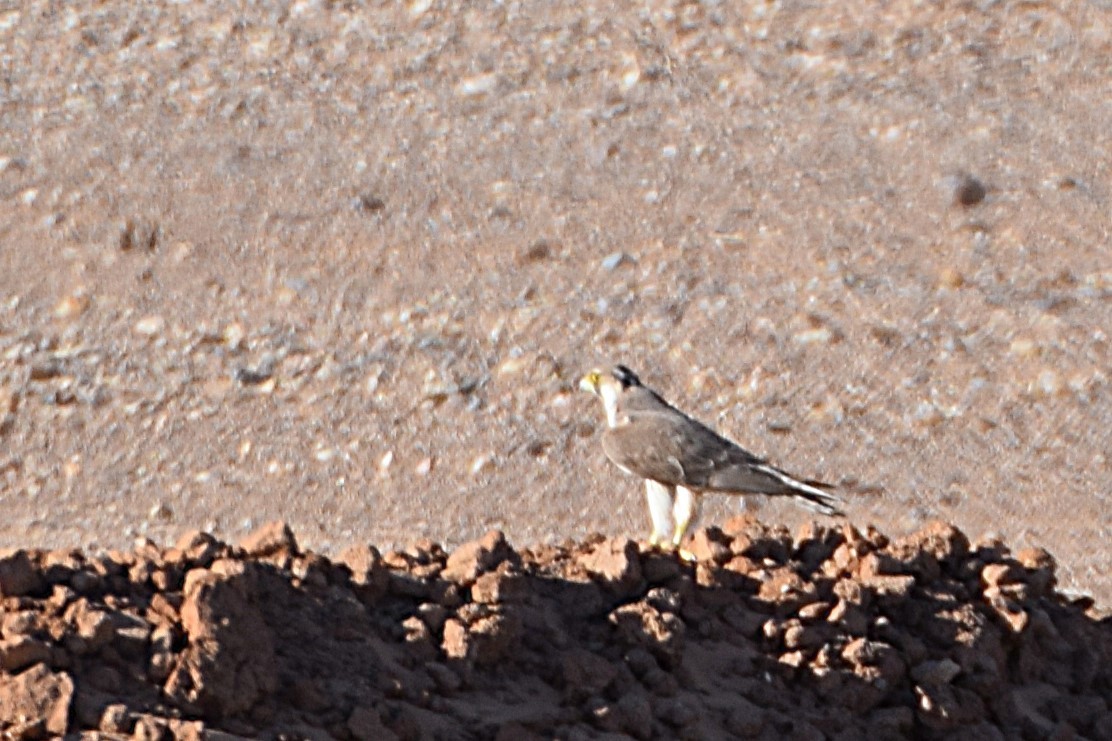 ラナーハヤブサ - ML644197926