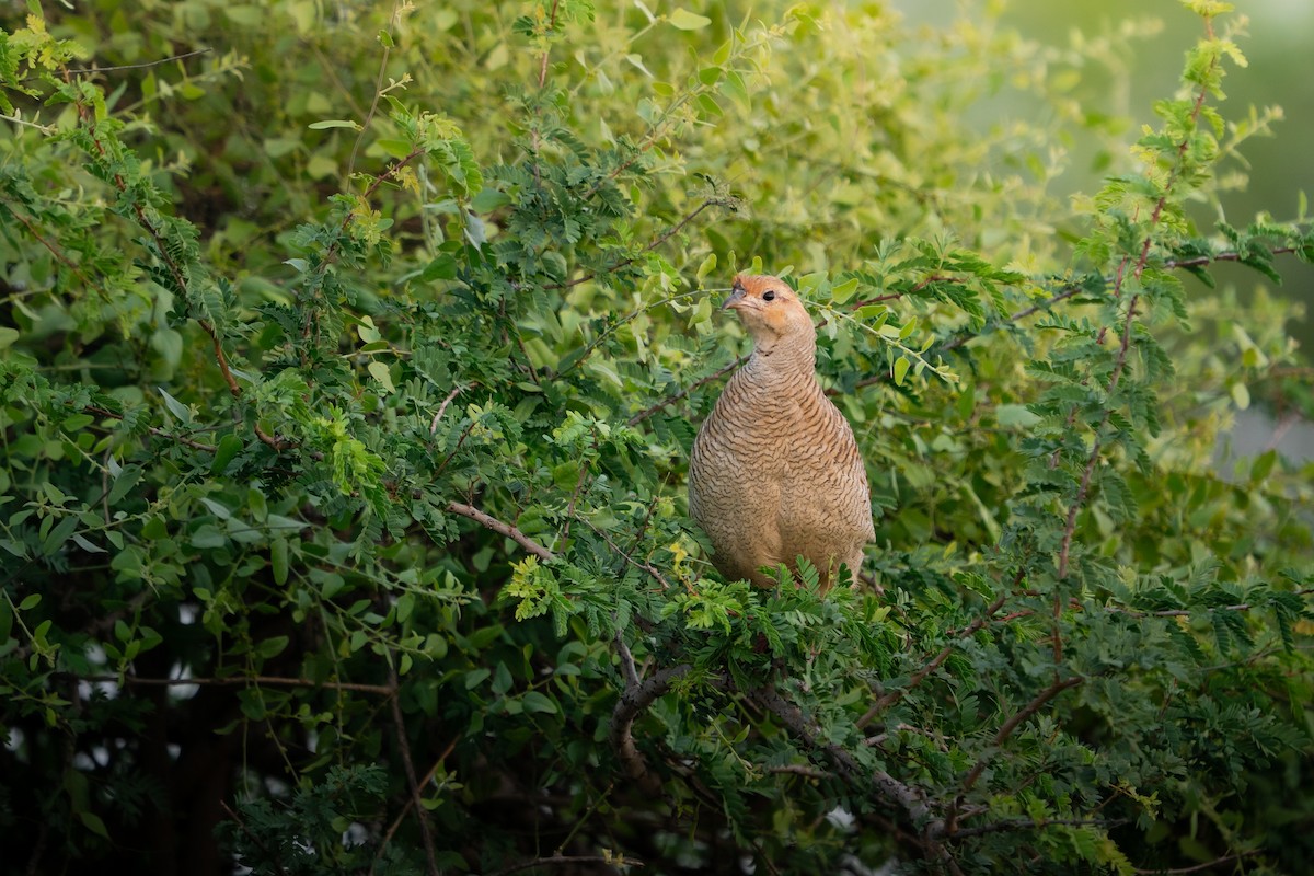 シマシャコ - ML644197937