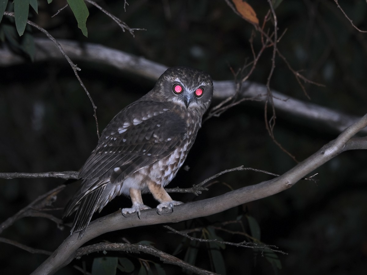 Australian Boobook (Boobook) - ML644197940