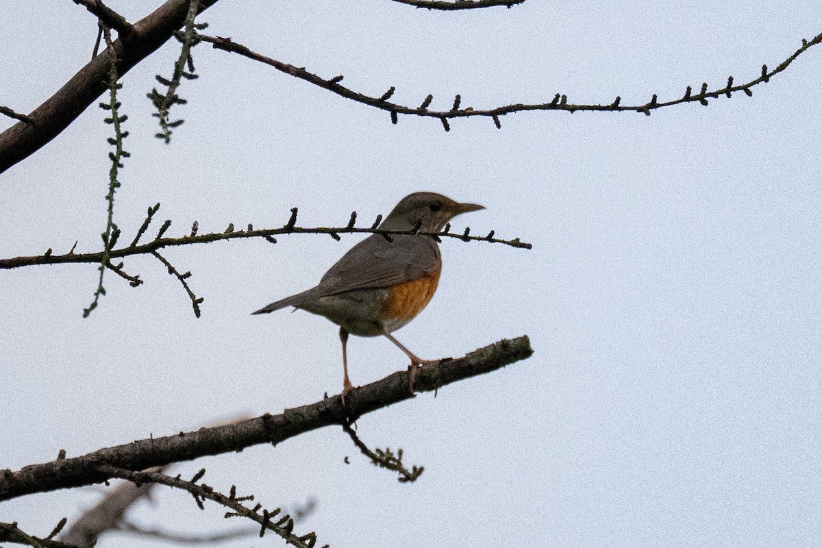 Amurdrossel - ML644197941