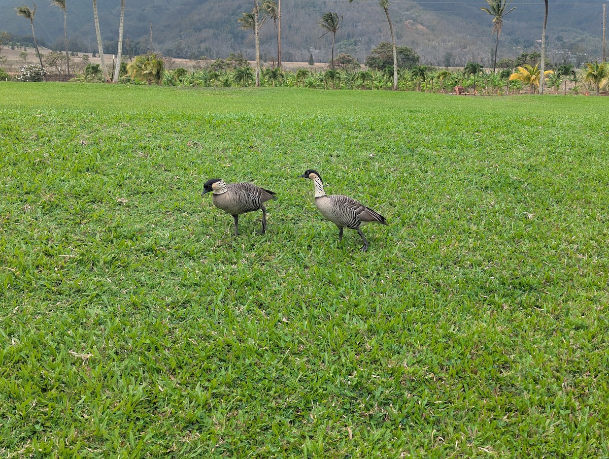 Гавайская казарка - ML644197945