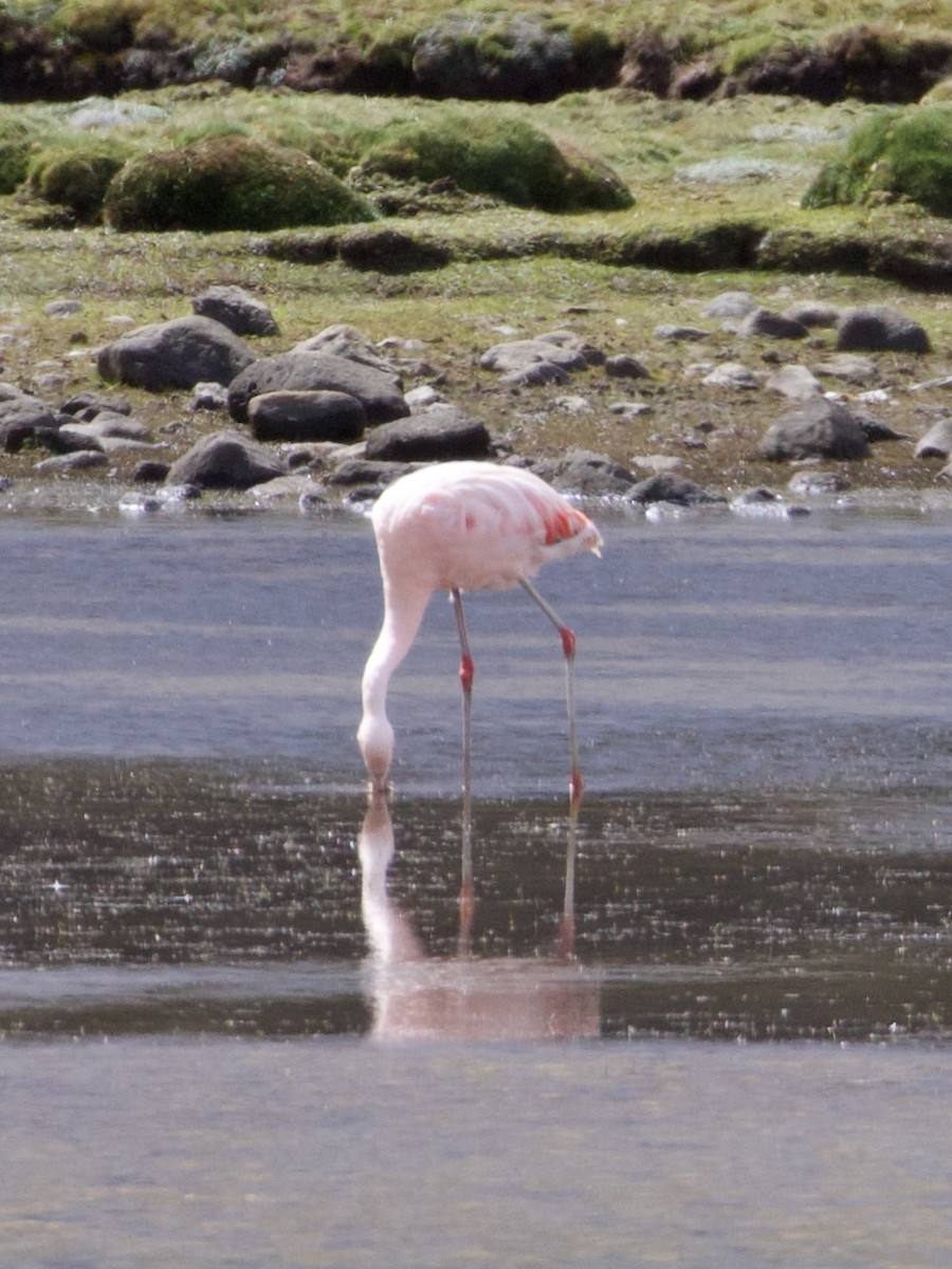 Chilean Flamingo - ML644197946