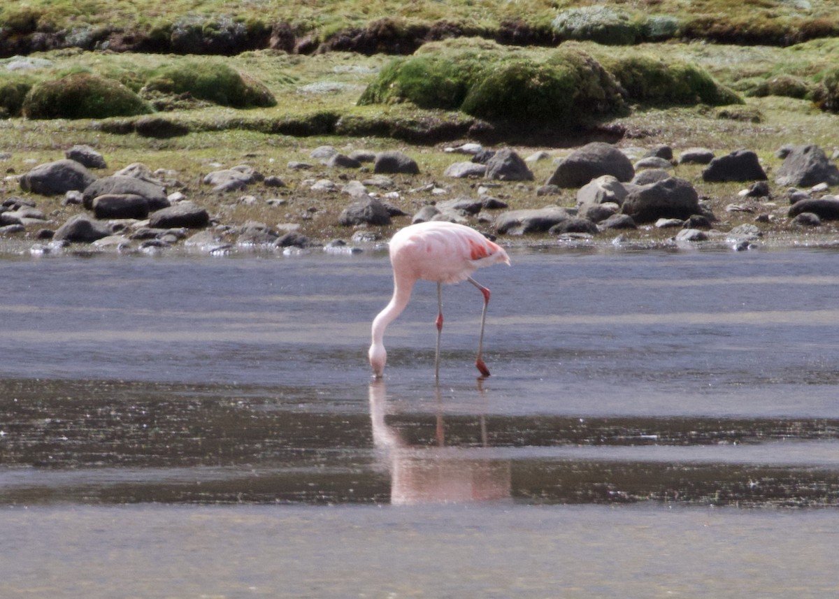 Chilean Flamingo - ML644197947
