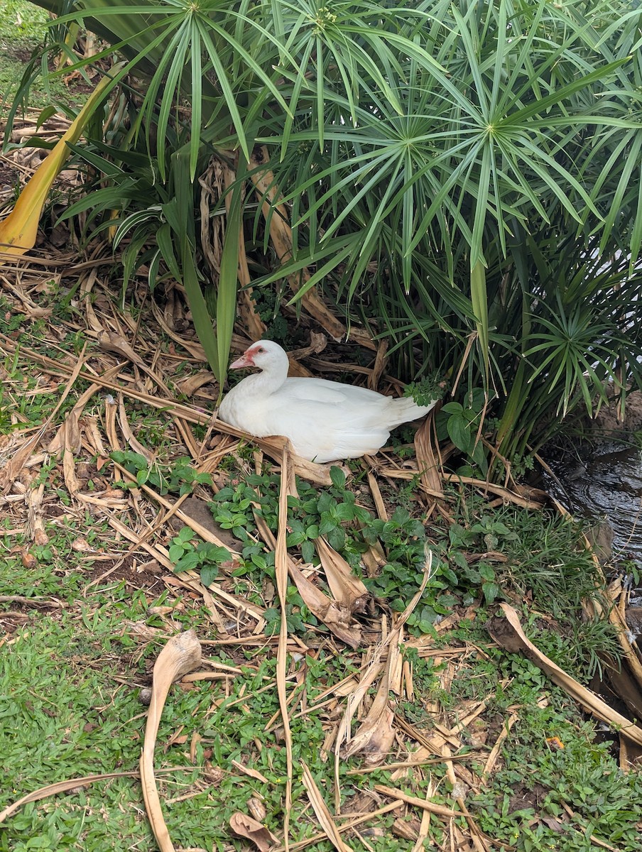 Muscovy Duck (Domestic type) - ML644197955
