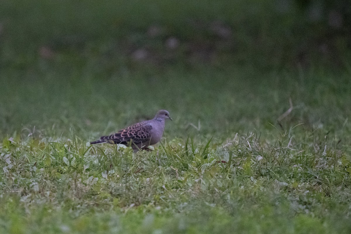 Oriental Turtle-Dove - ML644197956