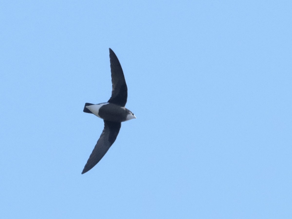 rorýs východní - ML644197958