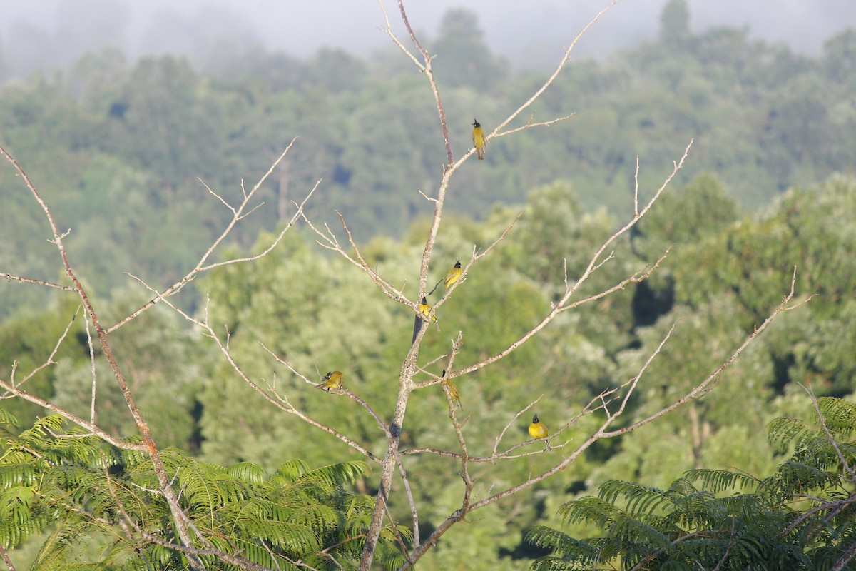 Black-crested Bulbul - ML644197976