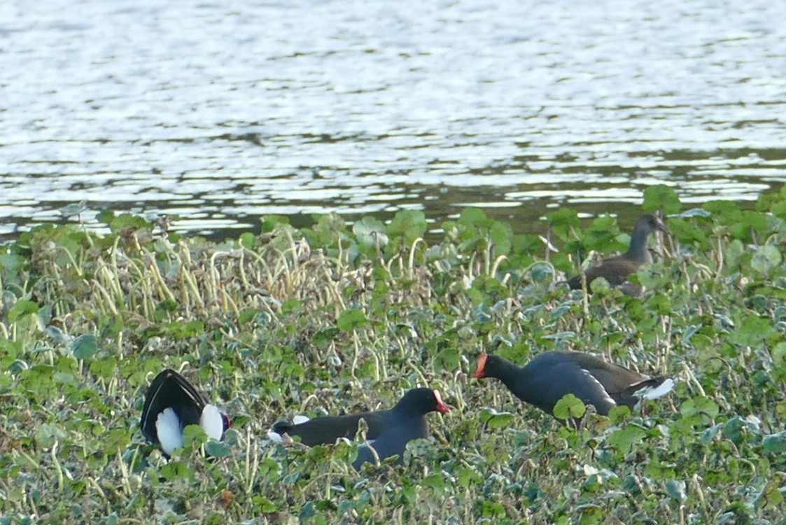 アメリカバン - ML644197984