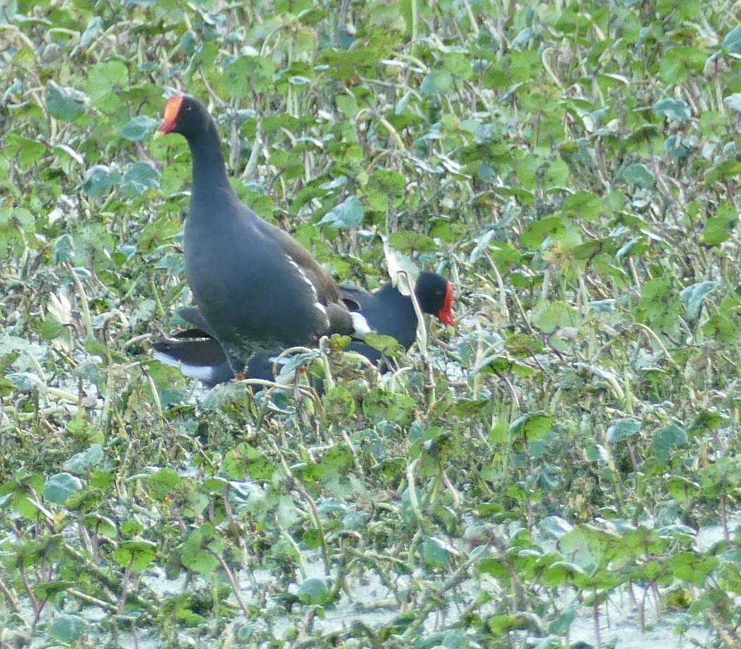 アメリカバン - ML644197985