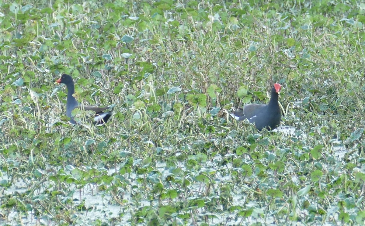 アメリカバン - ML644197986