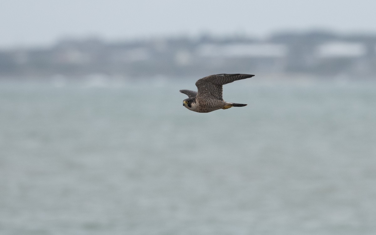 Peregrine Falcon - ML644197988