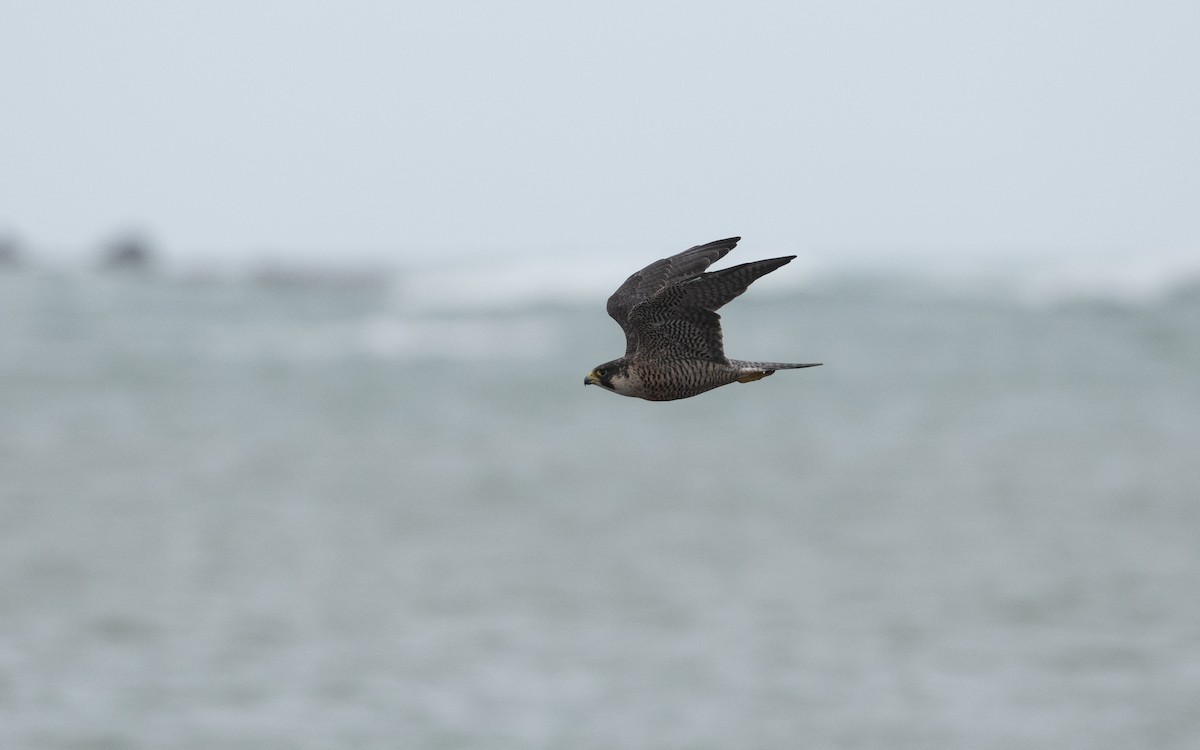 Peregrine Falcon - ML644197989