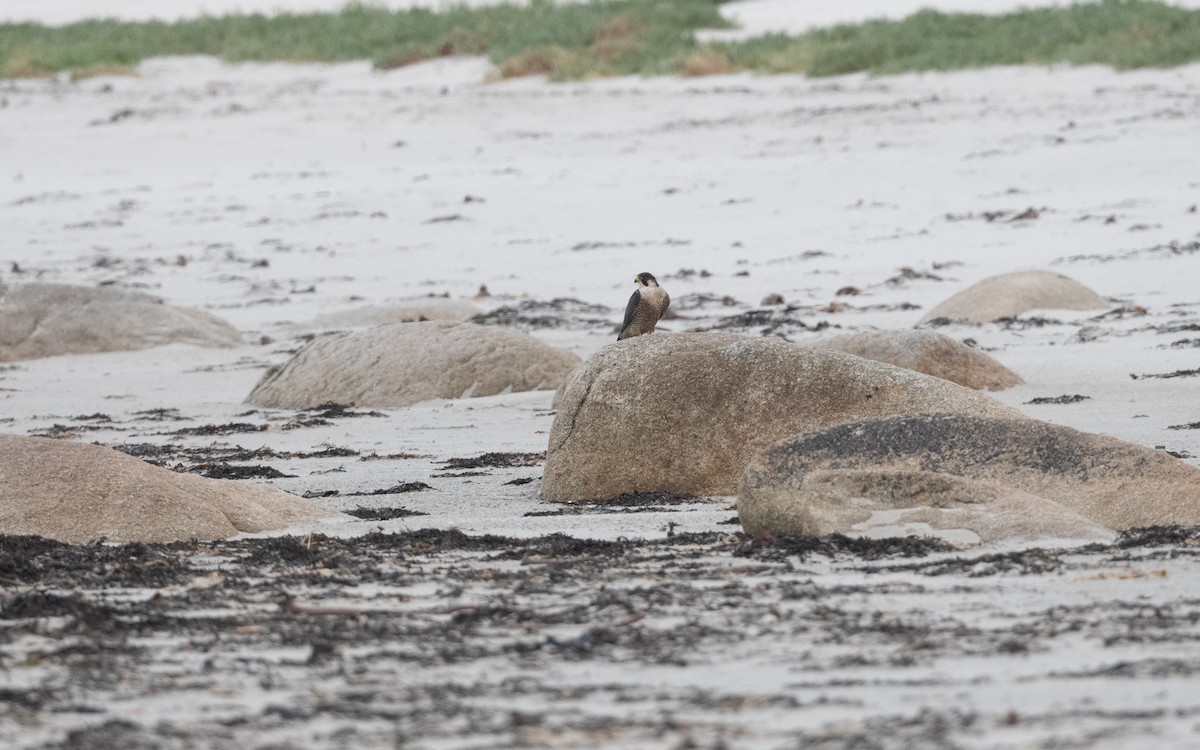 Peregrine Falcon - ML644197990