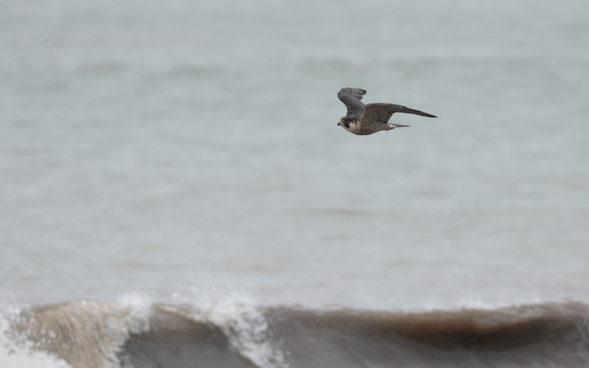 Peregrine Falcon - ML644197991